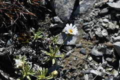 Celmisia angustifolia