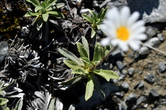 Celmisia angustifolia