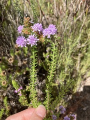 Selago villicaulis
