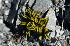 Aciphylla monroi