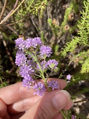 Selago villicaulis