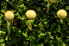 Leptinella pyrethrifolia