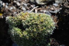 Veronica pulvinaris