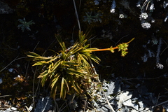 Aciphylla monroi