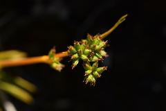 Aciphylla monroi