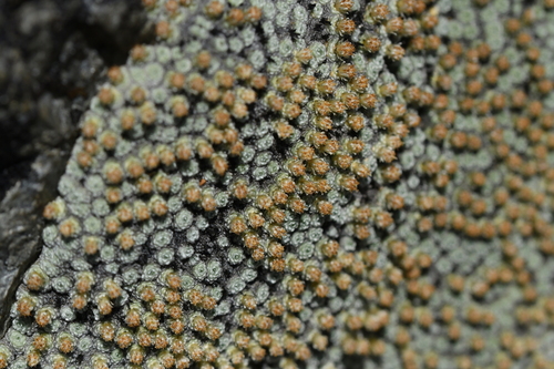 Image of Raoulia mammillaris by (c) Christopher Stephens, some rights reserved (CC BY-SA)
