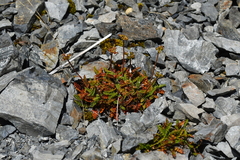 Anisotome flexuosa