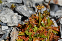 Anisotome flexuosa