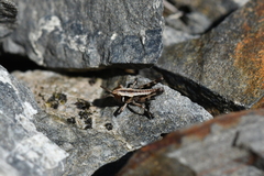 Sigaus australis