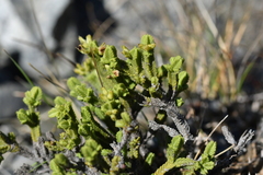 Veronica tetrasticha