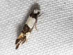 Monopis icterogastra