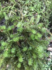 Ptychomnion aciculare