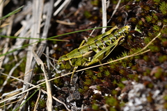 Sigaus australis