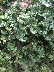 Hymenophyton flabellatum