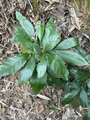 Glycosmis parviflora