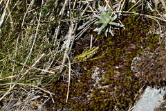 Sigaus australis