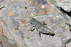 Brachaspis nivalis