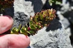 Veronica haastii