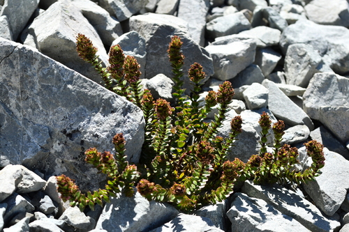 Veronica haastii, photograph 2