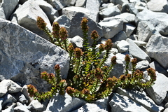 Veronica haastii