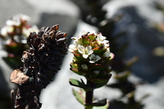 Veronica haastii