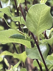 Pseudomantis albofimbriata