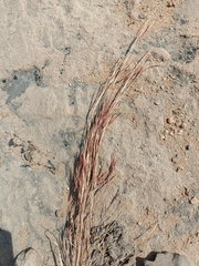 Poaceae