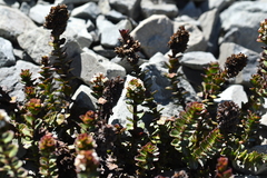 Veronica haastii