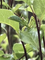 Pseudomantis albofimbriata
