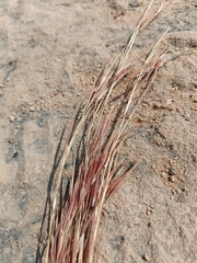 Poaceae