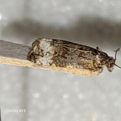 Apotomis sororculana