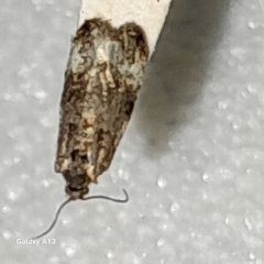 Apotomis sororculana