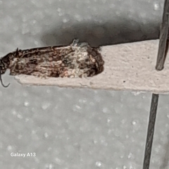 Apotomis sororculana