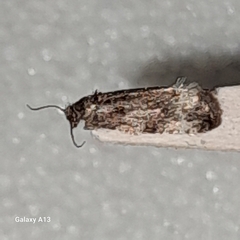 Apotomis sororculana