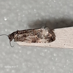 Apotomis sororculana