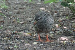 Pternistis natalensis