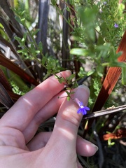 Lobelia neglecta