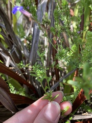 Lobelia neglecta