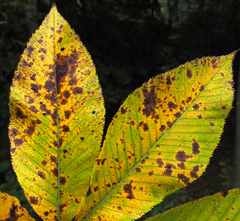 Phyllosticta sphaeropsoidea