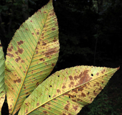 Phyllosticta sphaeropsoidea