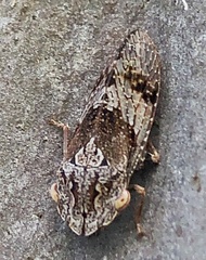 Ledromorpha