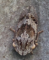 Ledromorpha
