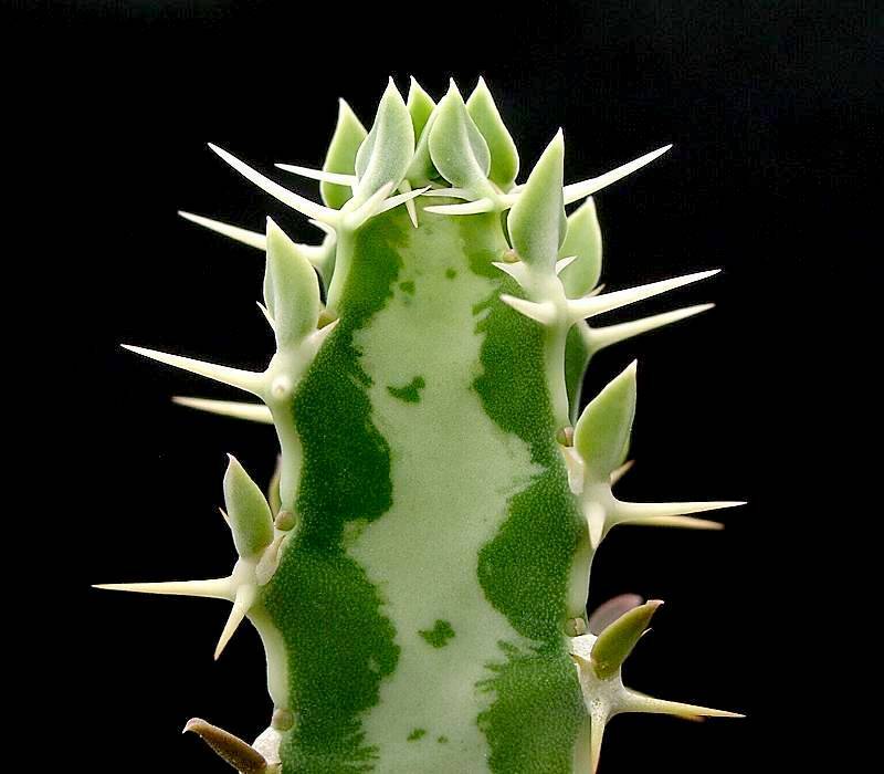 Euphorbia quadrangularis