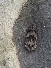 Ledromorpha