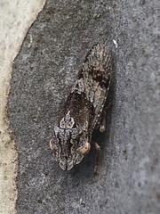 Ledromorpha
