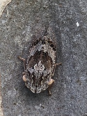 Ledromorpha