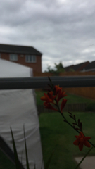 Crocosmia × crocosmiiflora