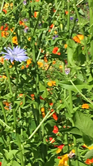 Cichorium intybus