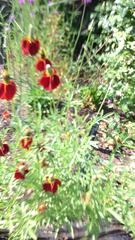 Ratibida columnifera