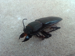 Mallodon spinibarbis